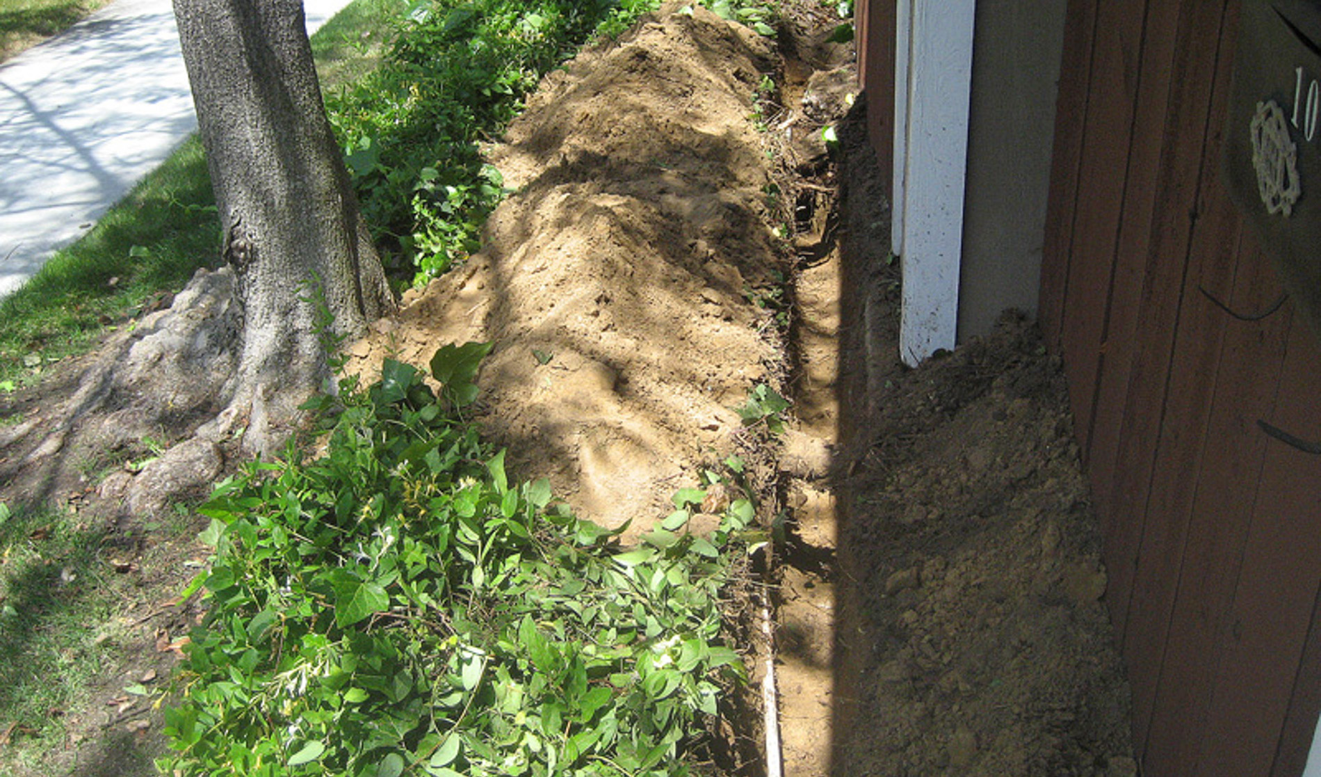 Root Pruning